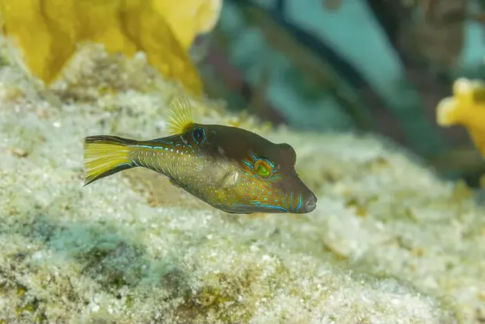 Framed Print : A vivid Canthigaster rostrata, also known as the Sharpnose Puffer Framed Print : A vivid Canthigaster rostrata, also known as the Sharpnose Puffer