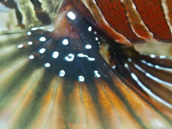 Framed Print : Vivid close-up of the colourful fin of a zebra lionfish (Dendrochirus zebra)