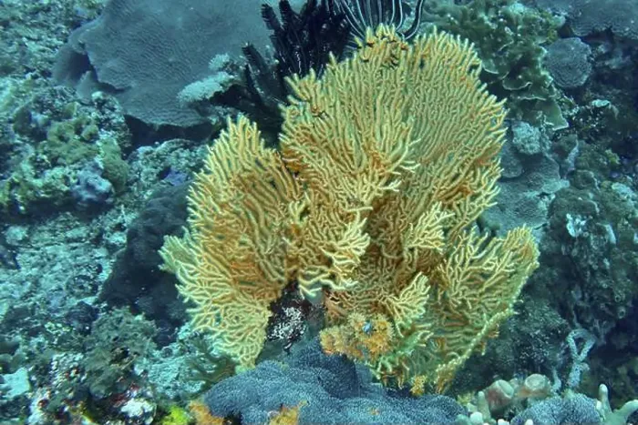 Framed Print : Vivid fan-shaped Yellow gorgonian (Echinogorgia) in turquoise water Framed Print : Vivid fan-shaped Yellow gorgonian (Echinogorgia) in turquoise water