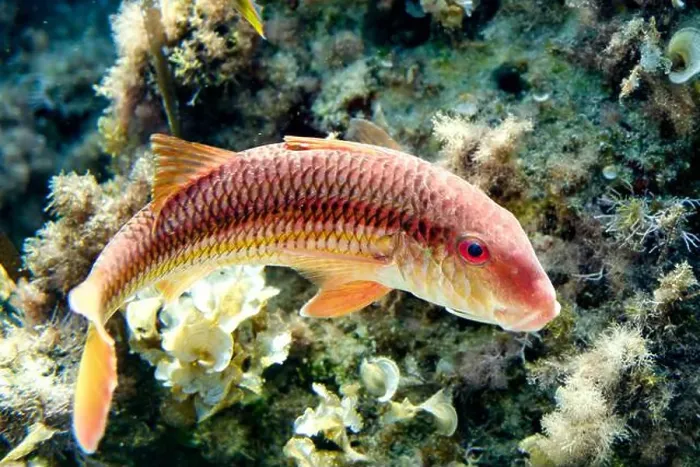 Framed Print : A vivid image of a Red mullet, Mullus barbatus Framed Print : A vivid image of a Red mullet, Mullus barbatus