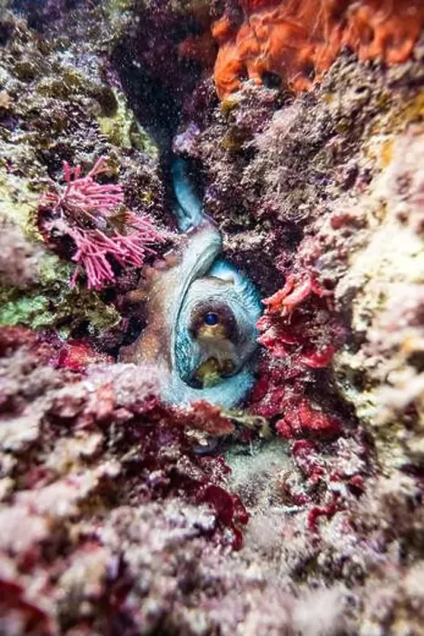 Framed Print : A vivid photograph capturing an octopus expertly camouflaged among the vibrant Framed Print : A vivid photograph capturing an octopus expertly camouflaged among the vibrant