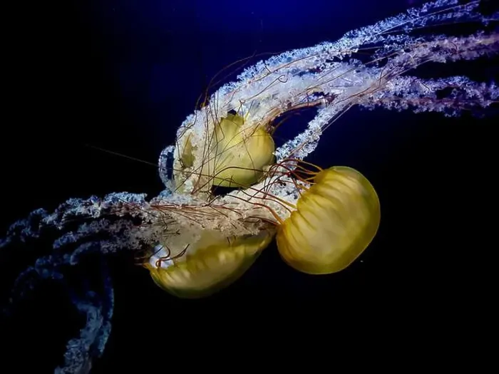 Framed Print : A vivid underwater shot of Pacific Sea Nettles (Chrysaora fuscescens) with flowing tentacles and intricate details Framed Print : A vivid underwater shot of Pacific Sea Nettles (Chrysaora fuscescens) with flowing tentacles and intricate details