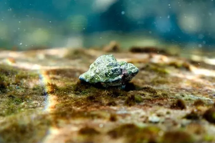 Framed Print : A vivid view of a small marine gastropod camouflaged among rocks and algae in the shallow waters of Menorca, Spain Framed Print : A vivid view of a small marine gastropod camouflaged among rocks and algae in the shallow waters of Menorca, Spain