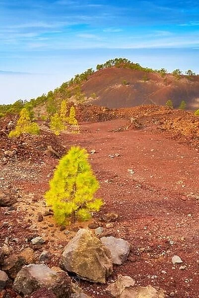 Volcanic landscape, Teide National Park, Tenerife, Canary Islands, Spain
