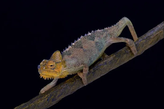Framed Print : von Höhnel's chameleon, Trioceros hoehnelli, Kenya Framed Print : von Höhnel's chameleon, Trioceros hoehnelli, Kenya