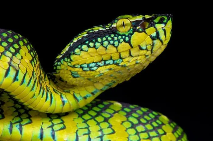 Framed Print : Wagler's pit viper / Tropidolaemus wagleri Framed Print : Wagler's pit viper / Tropidolaemus wagleri