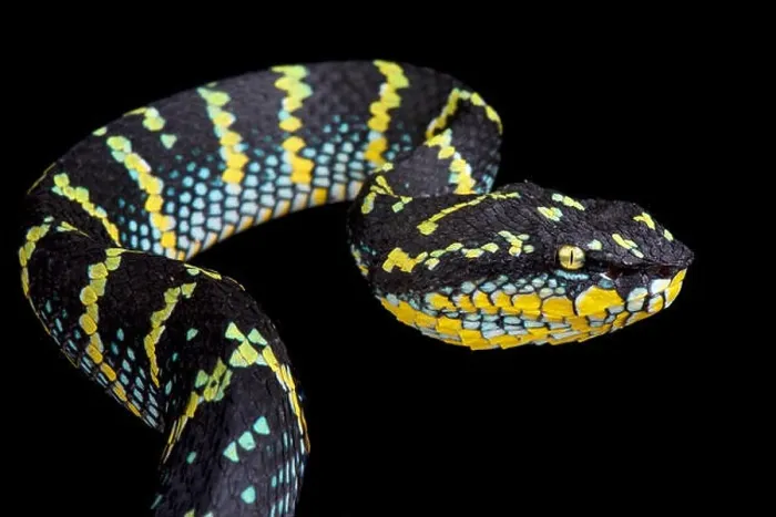 Framed Print : Wagler's pit viper, Tropidolaemus wagleri Framed Print : Wagler's pit viper, Tropidolaemus wagleri