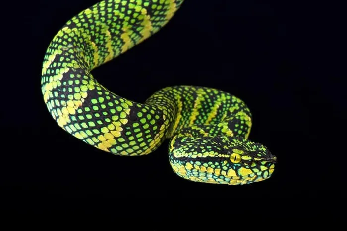 Framed Print : Wagler's tree viper (Tropidolaemus wagleri) Framed Print : Wagler's tree viper (Tropidolaemus wagleri)