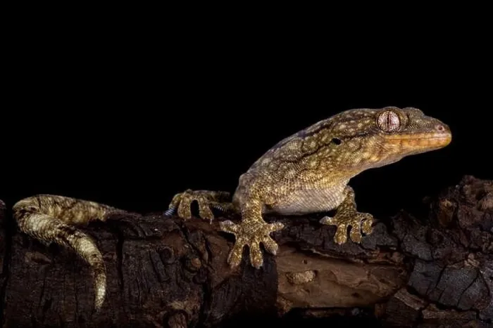 Framed Print : The Wahlberg's velvet gecko (Homopholis wahlbergii ) is a large nocturnal gecko species endemic to Southern Africa Framed Print : The Wahlberg's velvet gecko (Homopholis wahlbergii ) is a large nocturnal gecko species endemic to Southern Africa