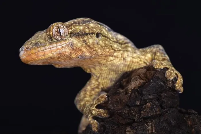Framed Print : The Wahlberg's velvet gecko (Homopholis wahlbergii ) is a large nocturnal gecko species endemic to Southern Africa Framed Print : The Wahlberg's velvet gecko (Homopholis wahlbergii ) is a large nocturnal gecko species endemic to Southern Africa
