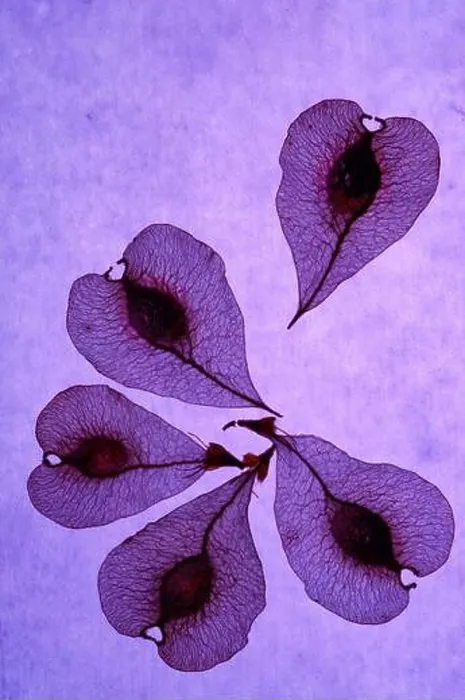 Framed Print : Waiting for the fifth in purple backlight lighting macro view Framed Print : Waiting for the fifth in purple backlight lighting macro view