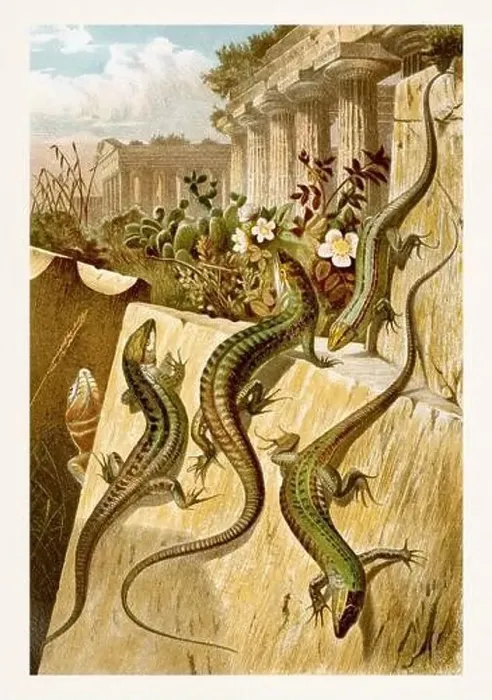 Framed Print : Wall Lizard. Antique book illustration by Brehm, Alfred Edmund, 1829-1884 Framed Print : Wall Lizard. Antique book illustration by Brehm, Alfred Edmund, 1829-1884