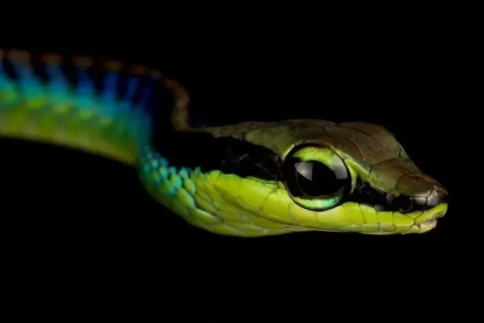 Framed Print : Wall's bronzeback (Dendrelaphis cyanochloris) Framed Print : Wall's bronzeback (Dendrelaphis cyanochloris)