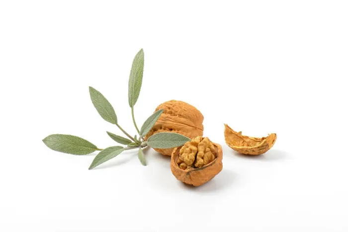 Framed Print : walnuts and fresh sage Framed Print : walnuts and fresh sage
