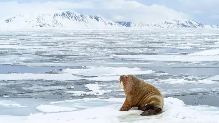 Framed Print : Walrus (Odobenus rosmarus) in icy landscape, Svalbard, Norway Framed Print : Walrus (Odobenus rosmarus) in icy landscape, Svalbard, Norway