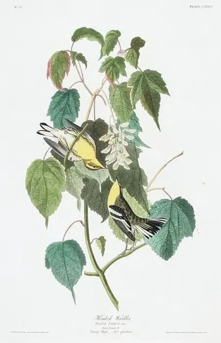 Framed Print : Warbler. Bird illustration from Birds of America by John James Audubon- 1860 Framed Print : Warbler. Bird illustration from Birds of America by John James Audubon- 1860