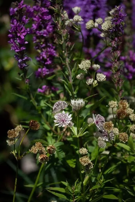 Framed Print : Warm colored outdoor floral macro of flowering astrantia blossoms on natural blurred garden background with purple Framed Print : Warm colored outdoor floral macro of flowering astrantia blossoms on natural blurred garden background with purple
