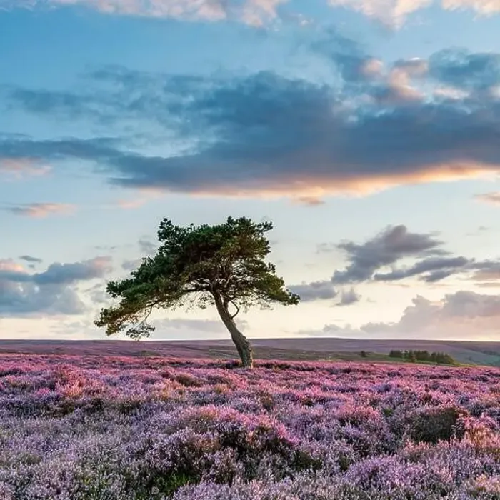 Framed Print : Warm evening side light illuminates the heather on Egton moor just before sunset