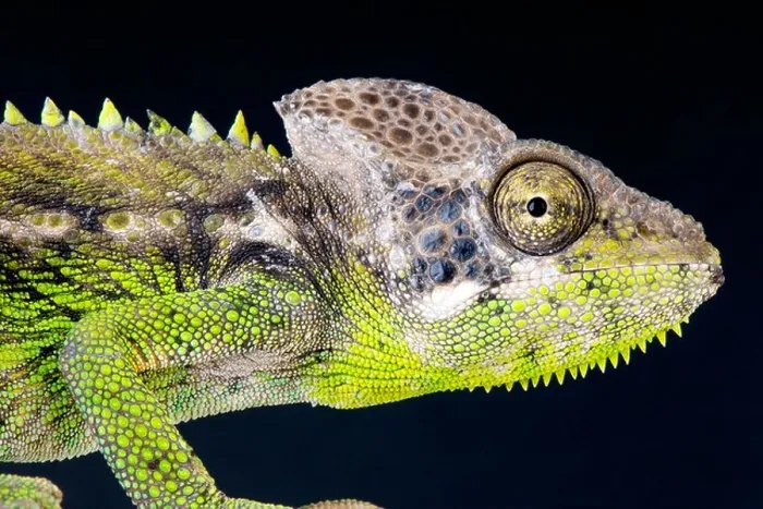 Framed Print : Warty chameleon / Furcifer verrucosus Framed Print : Warty chameleon / Furcifer verrucosus