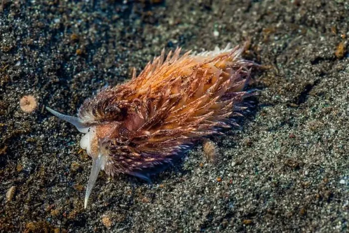 Framed Print : Warty Shag Rug Nudibranch, Aeolidia loui, in sandy habitat off Fox Island in Puget Sound, Washington State, USA Framed Print : Warty Shag Rug Nudibranch, Aeolidia loui, in sandy habitat off Fox Island in Puget Sound, Washington State, USA