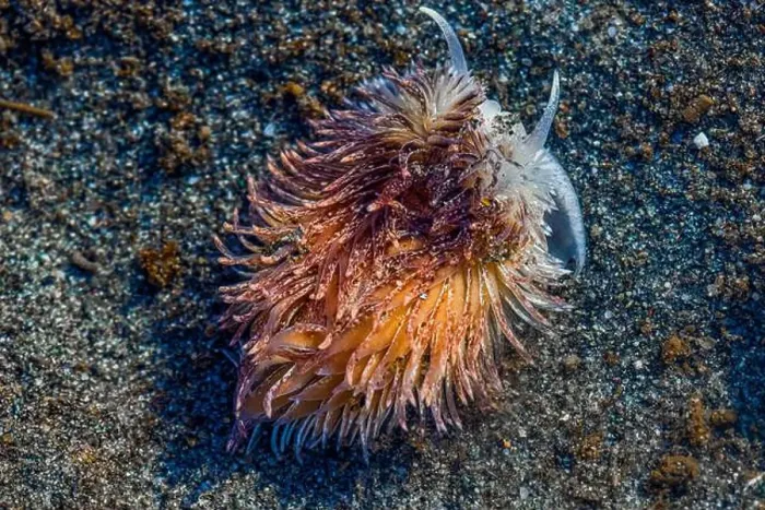 Framed Print : Warty Shag Rug Nudibranch, Aeolidia loui, in sandy habitat off Fox Island in Puget Sound, Washington State, USA