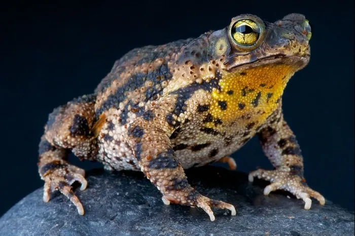 Framed Print : Warty toad / Rhinella granulosa Framed Print : Warty toad / Rhinella granulosa