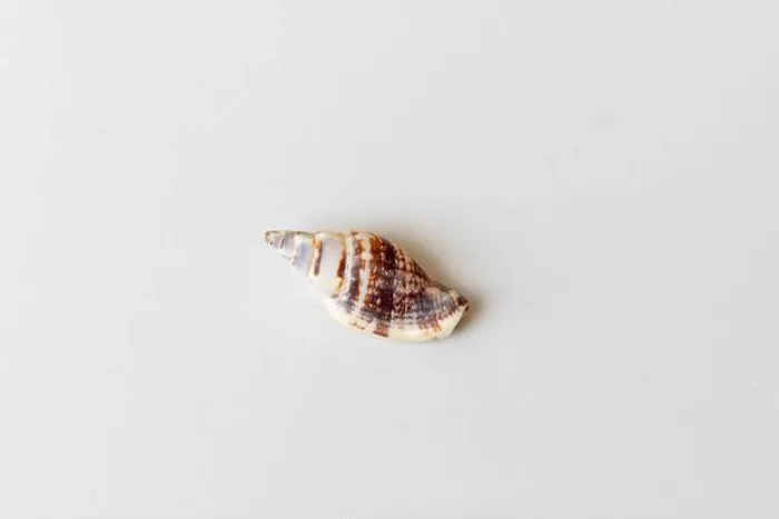 Framed Print : Empty washed up seashell on a white background Framed Print : Empty washed up seashell on a white background