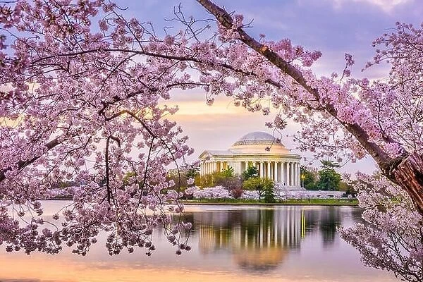 Washington DC, USA at the Jefferson Memorial and Tidal Basin during spring season