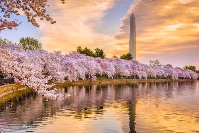 Framed Print : Washington DC, USA in spring season Framed Print : Washington DC, USA in spring season