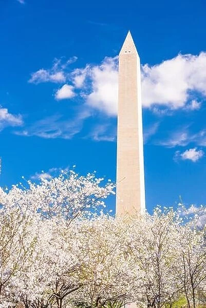 Washington DC, USA in spring season with cherry blossoms