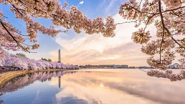 Washington DC, USA in spring season at the tidal basin