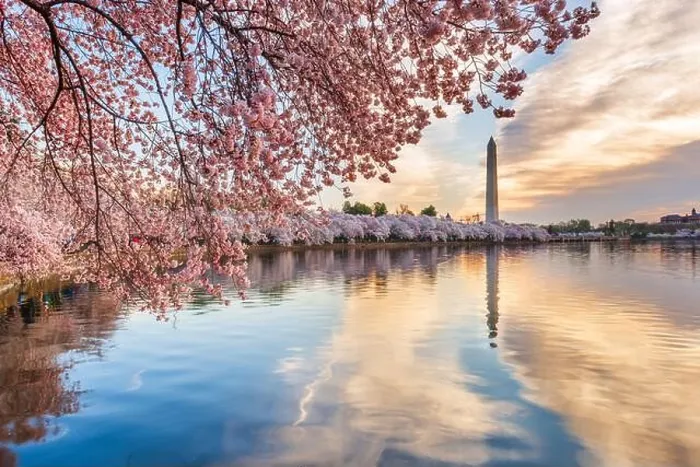 Framed Print : Washington DC, USA at the Tidal Basin during spring season with cherry blossoms Framed Print : Washington DC, USA at the Tidal Basin during spring season with cherry blossoms