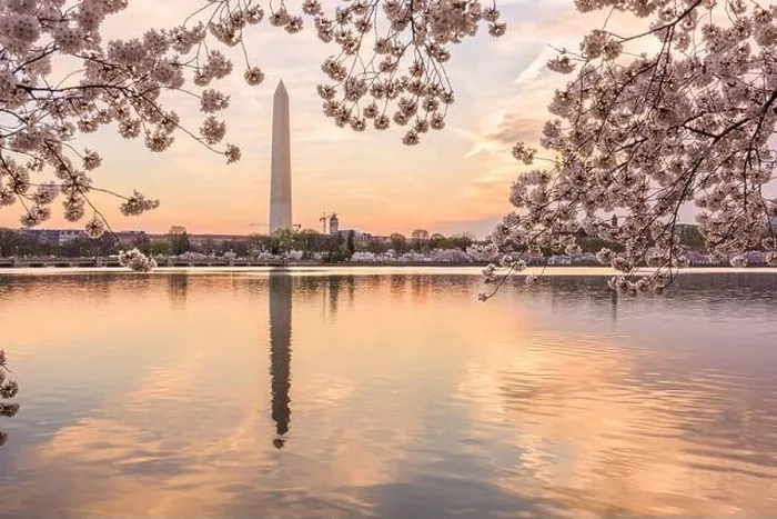 Framed Print : Washington DC, USA at the tidal basin with Washington Monument in spring season Framed Print : Washington DC, USA at the tidal basin with Washington Monument in spring season