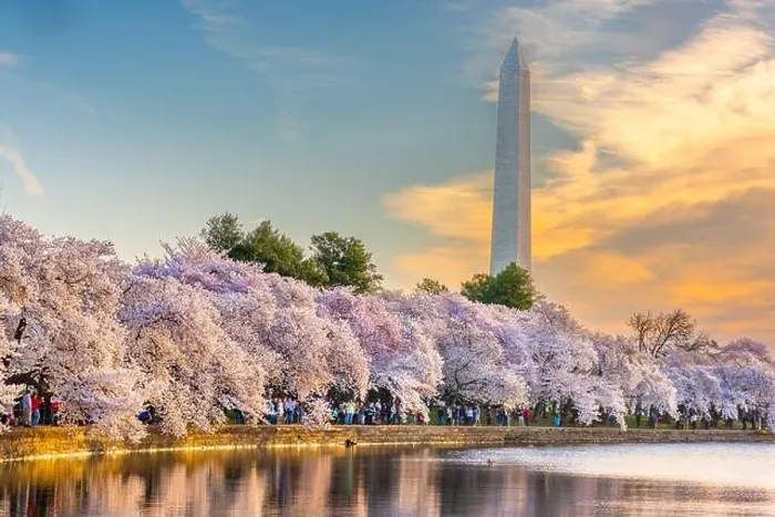 Framed Print : Washington DC, USA at the tidal basin with Washington Monument in spring season Framed Print : Washington DC, USA at the tidal basin with Washington Monument in spring season