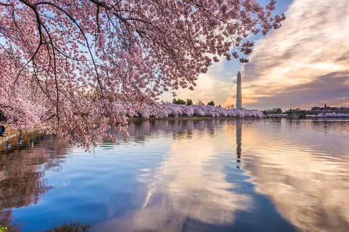 Framed Print : Washington DC, USA at the tidal basin with Washington Monument in spring season Framed Print : Washington DC, USA at the tidal basin with Washington Monument in spring season