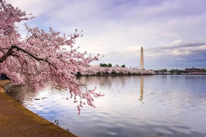 Framed Print : Washington DC, USA at the tidal basin with Washington Monument in spring season Framed Print : Washington DC, USA at the tidal basin with Washington Monument in spring season
