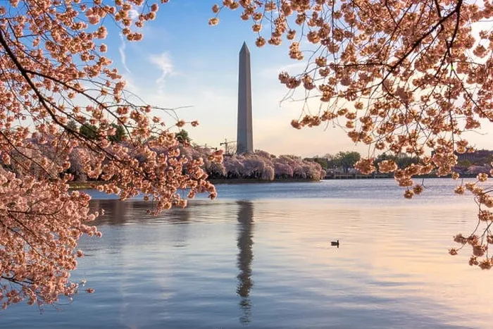 Framed Print : Washington DC, USA at the tidal basin with Washington Monument in spring season Framed Print : Washington DC, USA at the tidal basin with Washington Monument in spring season