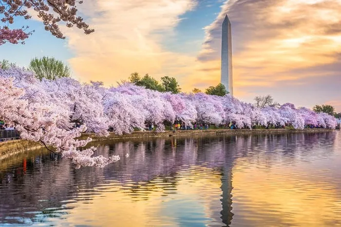Framed Print : Washington DC, USA at the tidal basin with Washington Monument in spring season Framed Print : Washington DC, USA at the tidal basin with Washington Monument in spring season