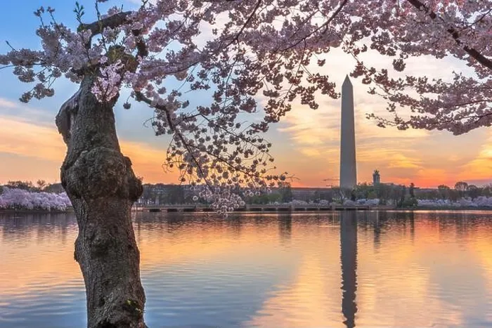 Framed Print : Washington DC, USA at the tidal basin with Washington Monument in spring season Framed Print : Washington DC, USA at the tidal basin with Washington Monument in spring season