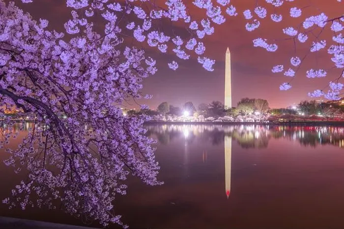 Framed Print : Washington DC; USA at the tidal basin with Washington Monument in spring season Framed Print : Washington DC; USA at the tidal basin with Washington Monument in spring season