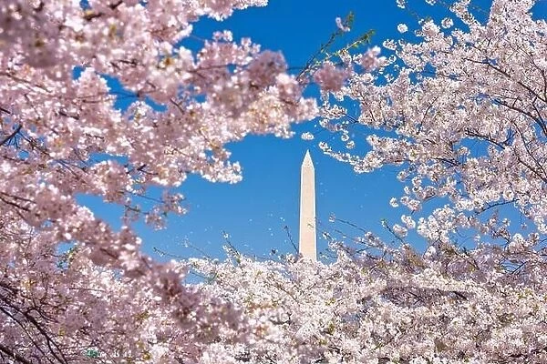 Washington DC, USA with the Washington Monument surrounded by cherry blossoms in spring season