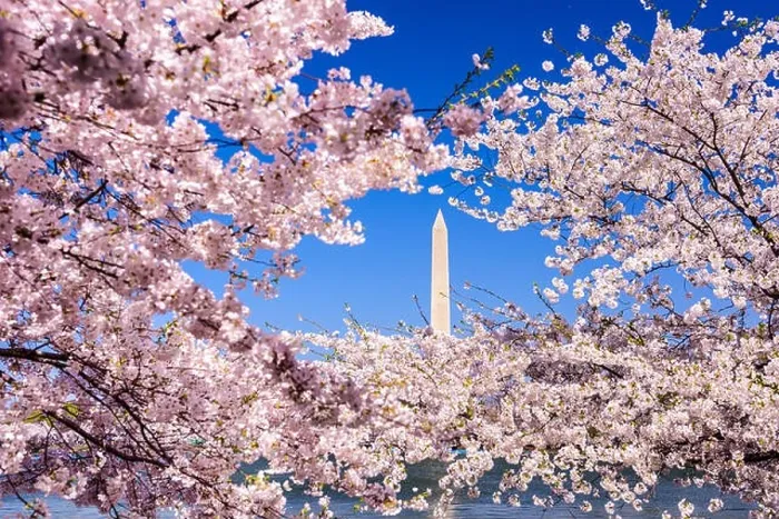 Framed Print : Washington, D.C. view of Washington monument from the Tidal Basin during spring Framed Print : Washington, D.C. view of Washington monument from the Tidal Basin during spring