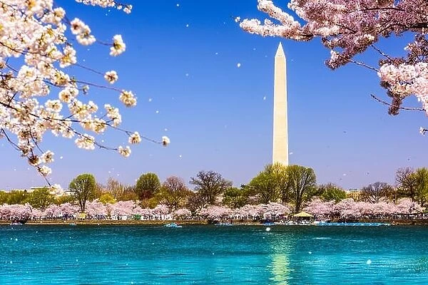 Washington, D.C. Washington Monument during spring