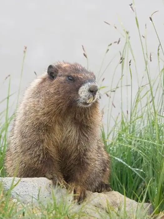 Framed Print : Washington State, Mount Rainier National Park. Hoary marmot sitting on rock with meadow grass and fog Framed Print : Washington State, Mount Rainier National Park. Hoary marmot sitting on rock with meadow grass and fog