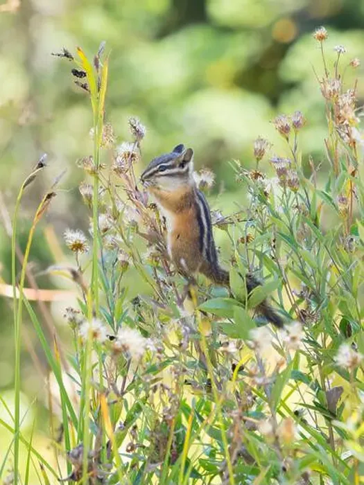 Framed Print : Washington State, Mount Rainier National Park. Townsend's chipmunk eating wildflower seed heads Framed Print : Washington State, Mount Rainier National Park. Townsend's chipmunk eating wildflower seed heads