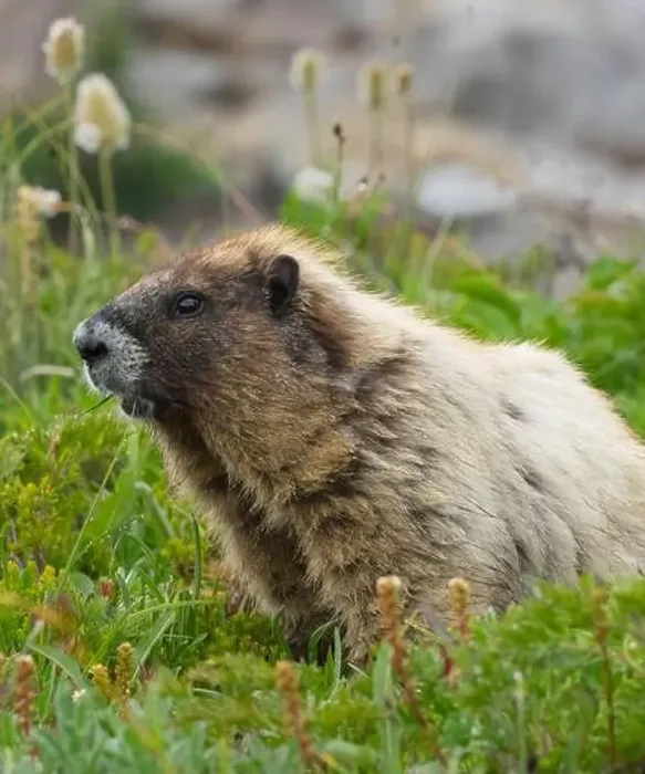 Framed Print : Washington State, Mount Rainier National Park. Hoary marmot eating grass in alpine meadow Framed Print : Washington State, Mount Rainier National Park. Hoary marmot eating grass in alpine meadow