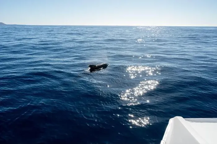Framed Print : Watching flock of dolfins and whales from touristic boat in deep Atlantic ocean