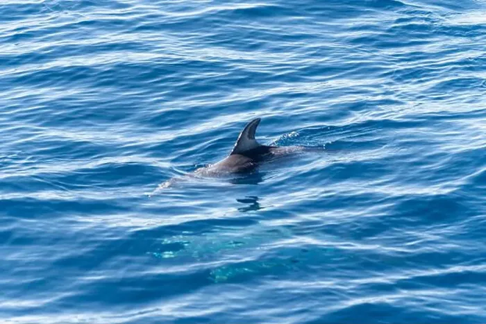 Framed Print : Watching flock of dolfins and whales from touristic boat in deep Atlantic ocean Framed Print : Watching flock of dolfins and whales from touristic boat in deep Atlantic ocean