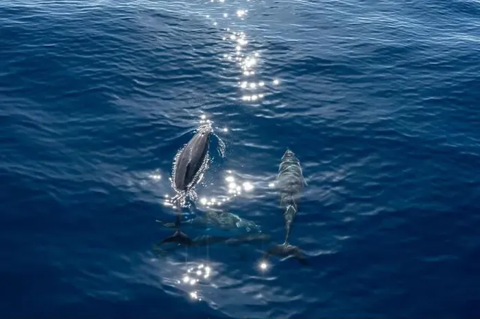 Framed Print : Watching flock of dolfins and whales from touristic boat in deep Atlantic ocean Framed Print : Watching flock of dolfins and whales from touristic boat in deep Atlantic ocean