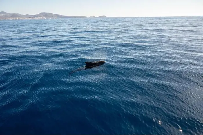 Framed Print : Watching flock of dolfins and whales from touristic boat in deep Atlantic ocean Framed Print : Watching flock of dolfins and whales from touristic boat in deep Atlantic ocean